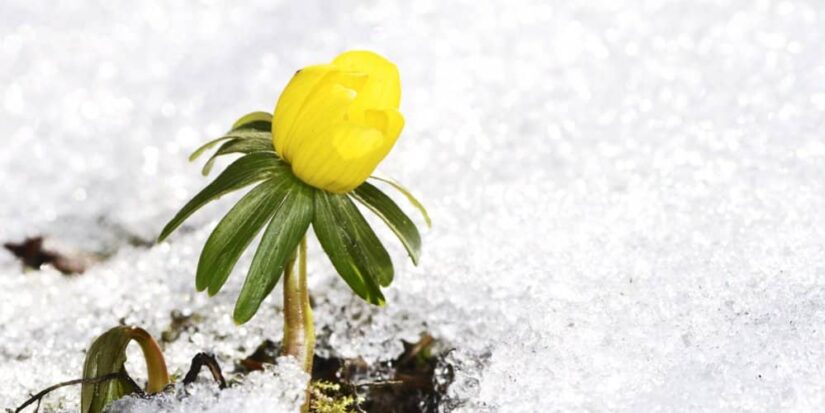Spring Is A Time Of New Beginnings